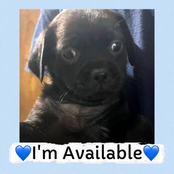 Rescue Pug and Chihuahua Dogs for Adoption in San Diego, California - Shell | PetCurious