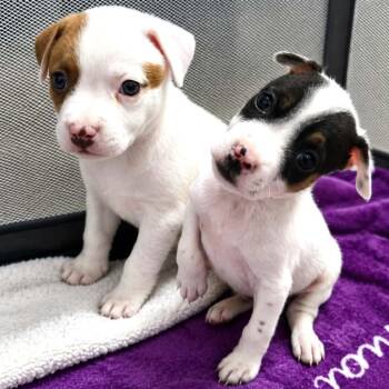 Jennifer -  Mixed Breed Dog for Adoption in Olathe, Kansas - Jennifer | PetCurious