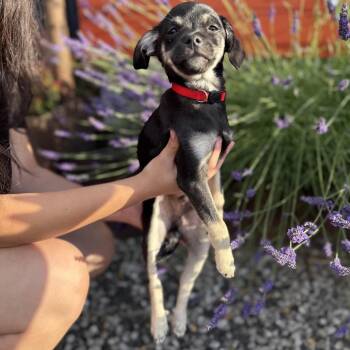 Kona -  Chihuahua and Mixed Breed Dog for Adoption in Bellingham, Washington - Kona | PetCurious