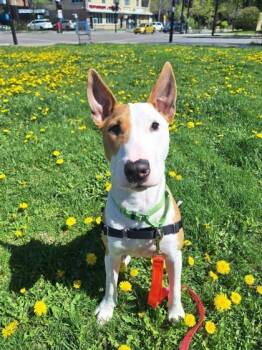 Pierrot -  Mixed Breed Dog for Adoption in Montreal, Quebec - Pierrot | PetCurious