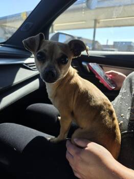 Gracie -  Chihuahua Dog for Adoption in New London, Wisconsin - Gracie | PetCurious