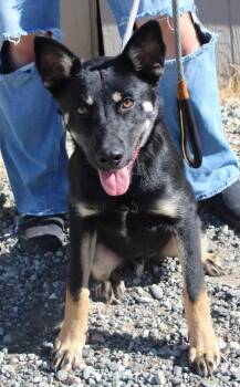German Shepherd Dog and Mixed Breed Dogs Available for Adoption - Gomez/Rocket | PetCurious