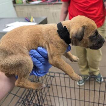 Mixed Breed Dogs Available for Adoption - Lovey | PetCurious