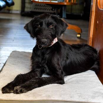 Tootsie -  Schnauzer and Poodle Dog for Adoption in Fort Collins, Colorado - Tootsie | PetCurious