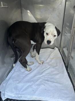 American Bulldog and Mixed Breed Dogs Available for Adoption in Fort Myers, Florida - BRUCE | PetCurious