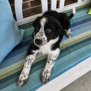 Chassis -  Mixed Breed Dog for Adoption in Fredericksburg, Virginia - Chassis | PetCurious