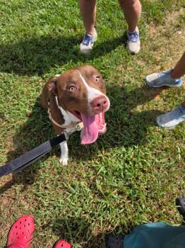 BAILEY -  Mixed Breed Dog for Adoption in Holbrook, New York - BAILEY | PetCurious