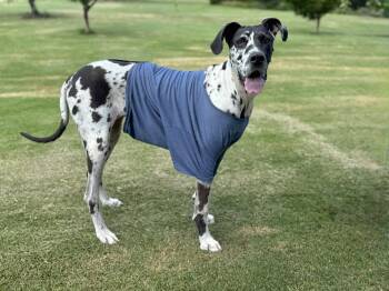 Calla -  Great Dane Dog for Adoption in Helotes, Texas - Calla | PetCurious