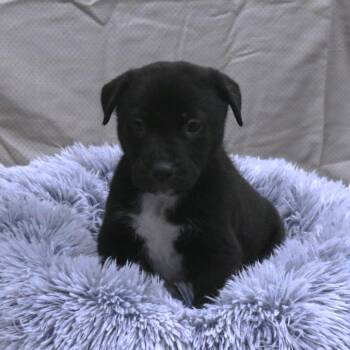 Pit Bull Terrier Dogs Available for Adoption in Rifle, Colorado - Platinum (26-1E-5) | PetCurious