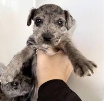 Labrador Retriever Dogs Available for Adoption - A652420 | PetCurious