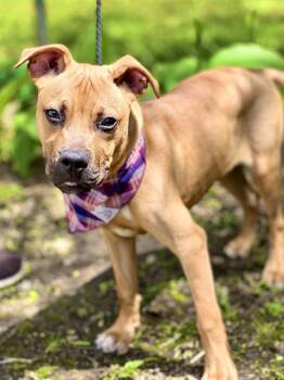 Boxer Dogs Available for Adoption in Brunswick, Maine - Toto | PetCurious