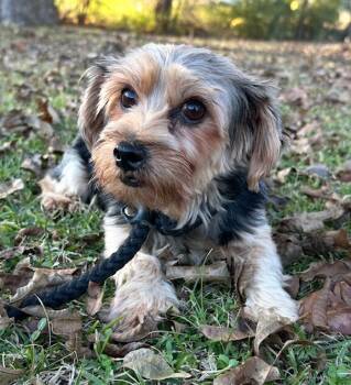 Rescue Yorkshire Terrier Dogs for Adoption in Washington, District Of Columbia - Alicia-Adoption Pending | PetCurious