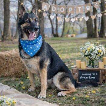 Tidus -  German Shepherd Dog Dog for Adoption in Lucas, Texas - Tidus | PetCurious
