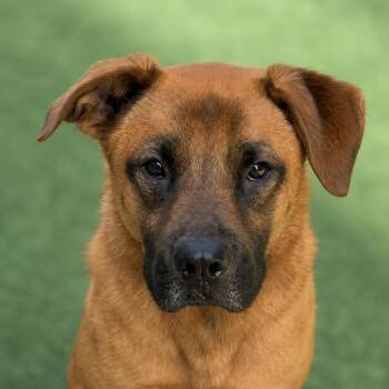 Ralph PB -  Black Mouth Cur Dog for Adoption in Schertz, Texas - Ralph PB | PetCurious