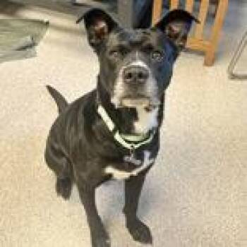 Mixed Breed Dogs Available for Adoption - Alfred | PetCurious