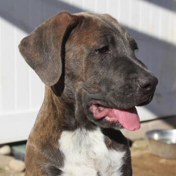 Andy -  Cane Corso and Mastiff Dog for Adoption in Yucca Valley, California - Andy | PetCurious