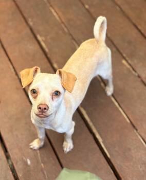 Rescue Chihuahua and Mixed Breed Dogs for Adoption in Los Angeles, California - Laura | PetCurious
