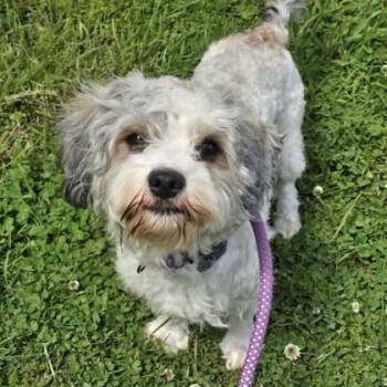 Mixed Breed Dogs Available for Adoption in Philadelphia, Pennsylvania - Toni | PetCurious