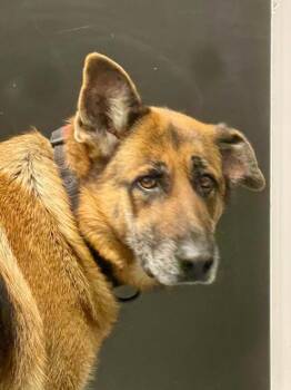 Marvel -  German Shepherd Dog Dog for Adoption in Forsyth, Georgia - Marvel | PetCurious