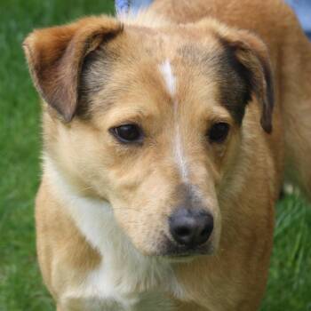 Collie and Australian Cattle Dog Blue Heeler Dogs Available for Adoption in Eaton, Ohio - Blossom | PetCurious