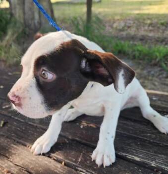 Boston Terrier and Mixed Breed Dogs Available for Adoption in Daytona Beach, Florida - Seahorse | PetCurious