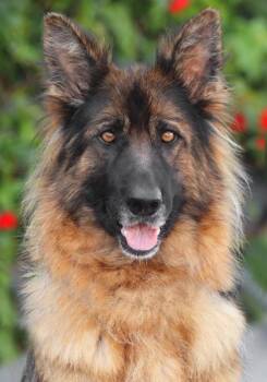 Isabelle von Aichtal -  German Shepherd Dog Dog for Adoption in Los Angeles, California - Isabelle Von Aichtal | PetCurious