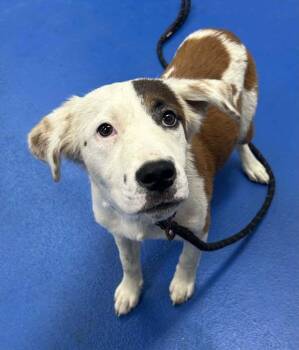 Silky -  Spaniel Dog for Adoption in Pottstown, Pennsylvania - Silky | PetCurious