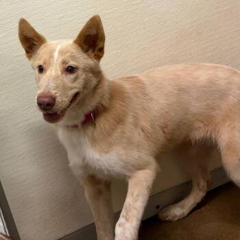 Linda -  Mixed Breed Dog for Adoption in Lake Jackson, Texas - Linda | PetCurious
