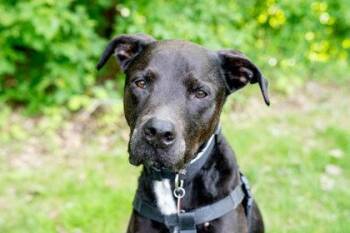 Kiko -  Shepherd and Labrador Retriever Dog for Adoption in Woodbury, Minnesota - Kiko | PetCurious