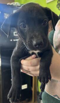 Rescue Coonhound Dogs for Adoption in Cleveland, Tennessee - Hemi | PetCurious