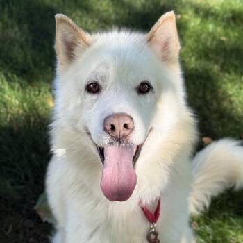 BLIZZARD -  Husky and Mixed Breed Dog for Adoption in Kent, Washington - BLIZZARD | PetCurious