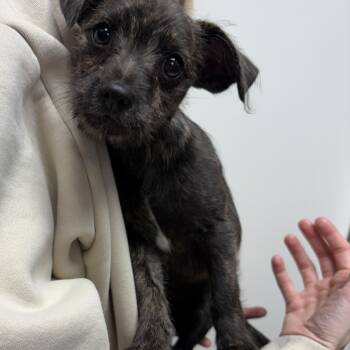 Mixed Breed Dogs Available for Adoption - Pippa | PetCurious