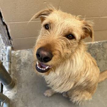 Frankie -  Terrier Dog for Adoption in Ojai, California - Frankie | PetCurious