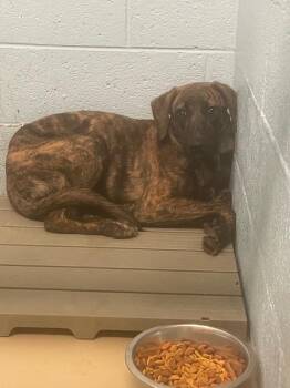 Catahoula Leopard Dog and Mixed Breed Dogs Available for Adoption in Blountville, Tennessee - Smoky | PetCurious