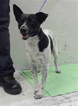 CAVALIER -  Australian Cattle Dog Blue Heeler and Rat Terrier Dog for Adoption in Houston, Texas - CAVALIER | PetCurious