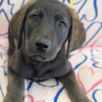 Treebeard -  Golden Retriever Dog for Adoption in Watertown, New York - Treebeard | PetCurious