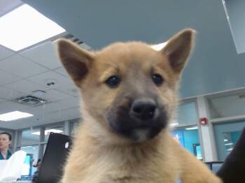 Anatolian Shepherd and Mixed Breed Dogs Available for Adoption in Oklahoma City, Oklahoma - A474121 | PetCurious