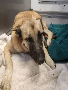 JOHNNY DEPP -  German Shepherd Dog Dog for Adoption in Santa Fe, New Mexico - JOHNNY DEPP | PetCurious