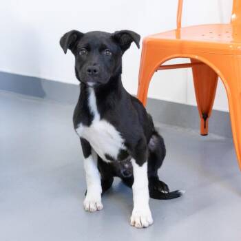 Mixed Breed Dogs Available for Adoption in Cape Girardeau, Missouri - Enchilada | PetCurious