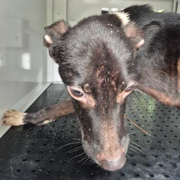 Mixed Breed Dogs Available for Adoption in Columbus, Georgia - 05/27/2026-Stray-CherokeeAvenue | PetCurious