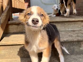 Ormsby -  Shetland Sheepdog Sheltie Dog for Adoption in Lexington, Kentucky - Ormsby | PetCurious