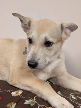 Blondie -  Shepherd Dog for Adoption in Holly Springs, North Carolina - Blondie | PetCurious