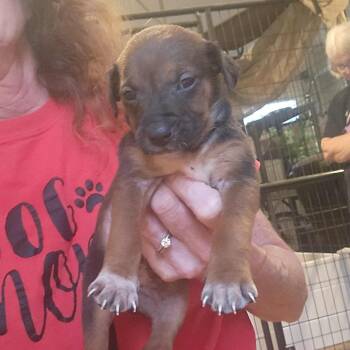 Rescue Hound and Mixed Breed Dogs for Adoption in Wheeling, Illinois - Green Bean Casserole | PetCurious