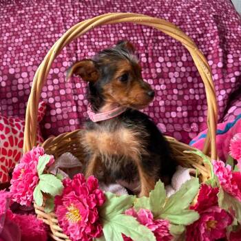 Tinker -  Yorkshire Terrier Dog for Adoption in Normal, Illinois - Tinker | PetCurious