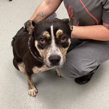 Shepherd and Pit Bull Terrier Dogs Available for Adoption - Fredrick | PetCurious