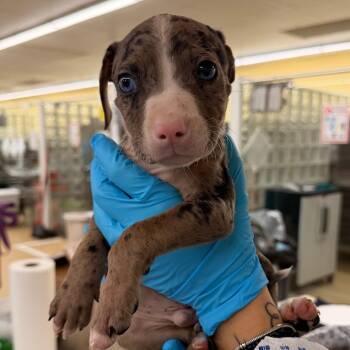 Mixed Breed Dogs Available for Adoption - Cookies N