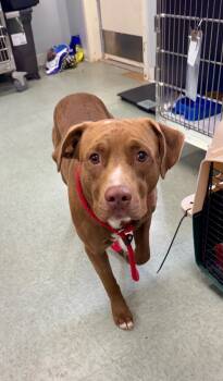 Rescue Pit Bull Terrier and Flat Coated Retriever Dogs for Adoption in Danielsville, Georgia - Reggie | PetCurious