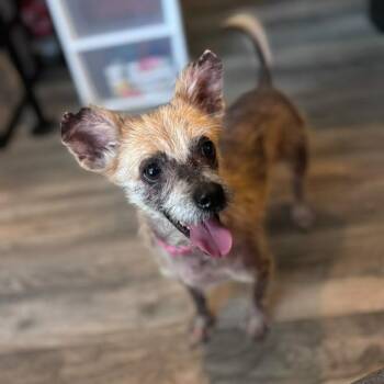 Winnie -  Chihuahua Dog for Adoption in Martinez, California - Winnie | PetCurious