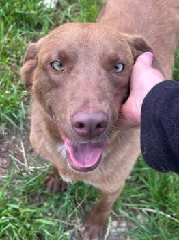 Labrador Retriever Dogs Available for Adoption in VERNON ROCKVL, Connecticut - Murphy | PetCurious