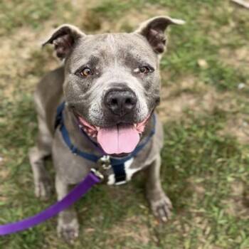 Rescue Pit Bull Terrier Dogs for Adoption in Methuen, Massachusetts - LOLA | PetCurious